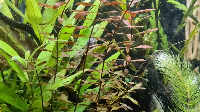 Dekoration im Aquarium Haster Bergpfütze von Ralleplus FARA (2)