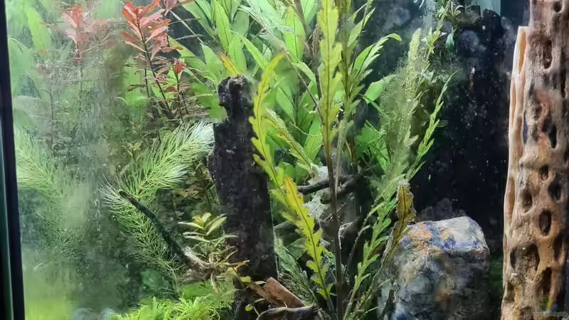 Dekoration im Aquarium Haster Bergpfütze von Ralleplus FARA (3)