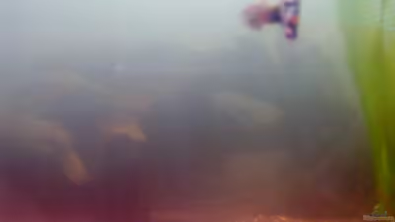 Dekoration im Aquarium Hauptbecken von TheLegacy94 (7)