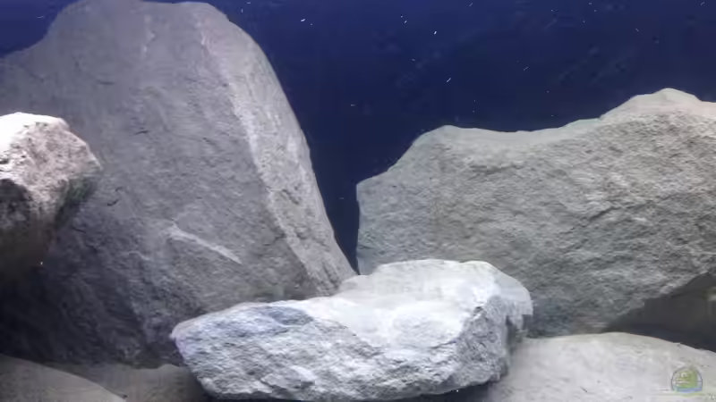 Dekoration im Aquarium heartbeat of Malawi the second von Swenni (12)