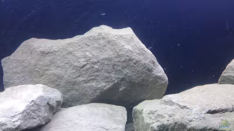 Dekoration im Aquarium heartbeat of Malawi the second von Swenni (13)