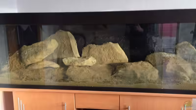 Dekoration im Aquarium heartbeat of Malawi the second von Swenni (5)