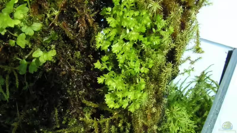 Dekoration im Aquarium Heimatbecken von Bojo (14)