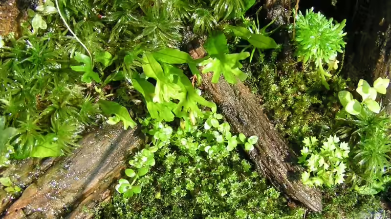Dekoration im Aquarium Heimatbecken von Bojo (15)