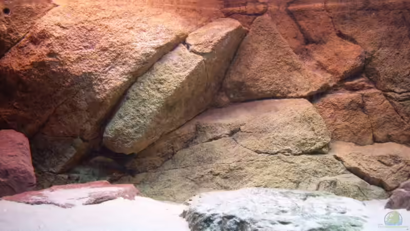 Dekoration im Aquarium Herzinfarktrisikosenker II von Niklot (6)