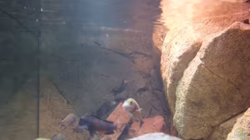 Dekoration im Aquarium Herzinfarktrisikosenker II von Niklot (7)