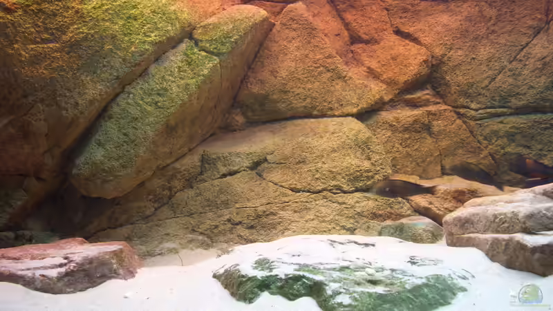 Dekoration im Aquarium Herzinfarktrisikosenker II von Niklot (8)