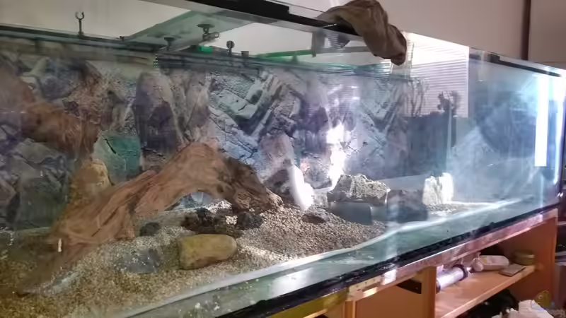 Dekoration im Aquarium Hessen Rio von Lars Ascher (37)