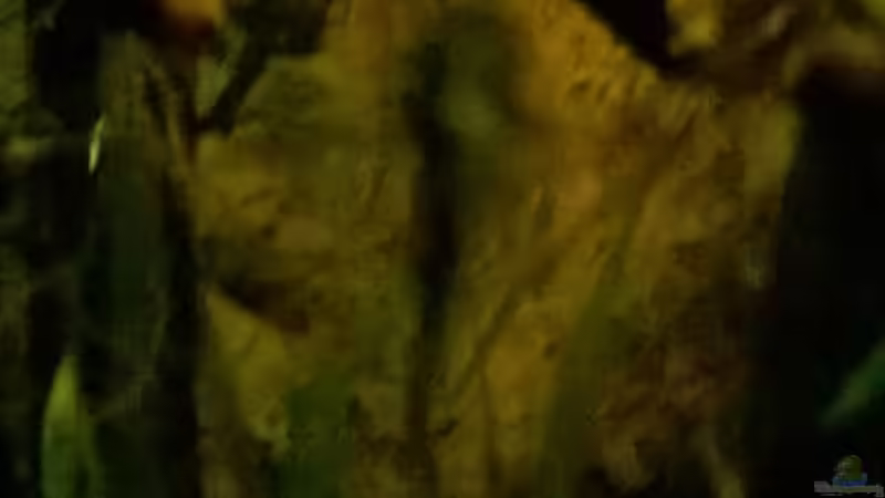 Dekoration im Aquarium Hessen Rio von Lars Ascher (39)