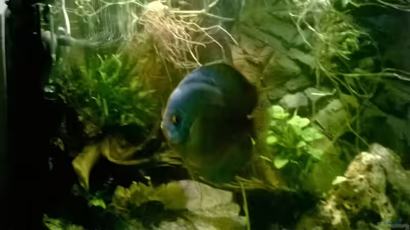 Dekoration im Aquarium Hessen Rio von Lars Ascher (40)