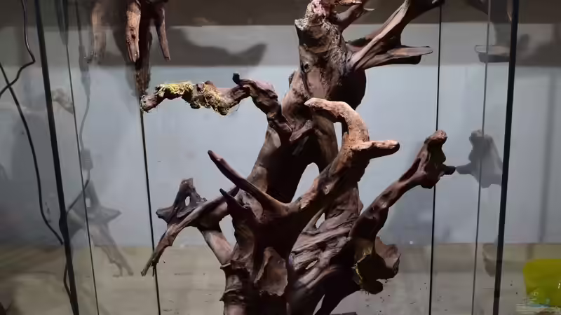 Dekoration im Aquarium Hightower von Junglist (50)