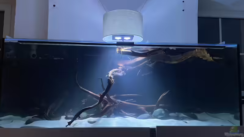 Dekoration im Aquarium HoChbaCh Amazonas von Corvatsch (8)