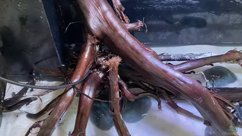 Dekoration im Aquarium HoChbaCh Amazonas von Corvatsch (9)