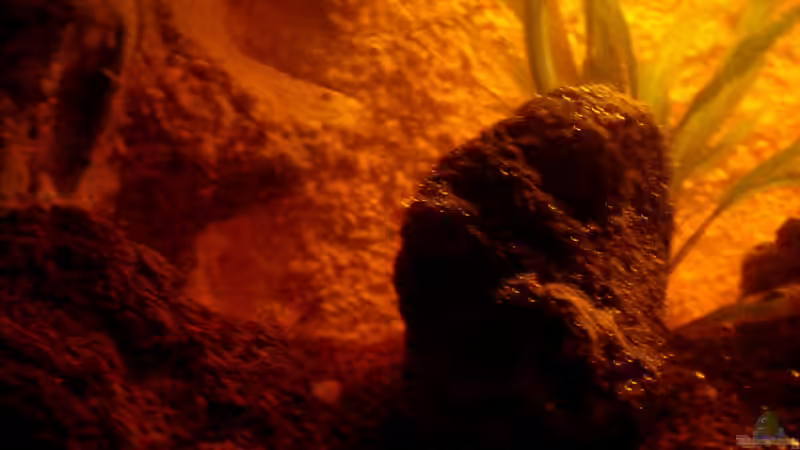 Dekoration im Aquarium Höhlenbecken von Falk (11)