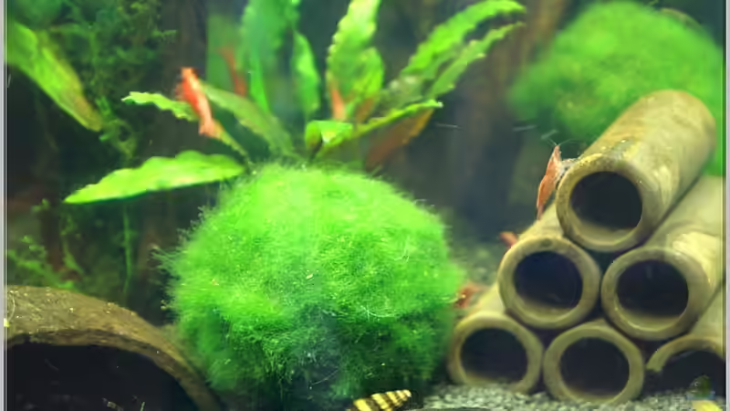 Dekoration im Aquarium Home of RedFire 40 von Christian Zwick (11)