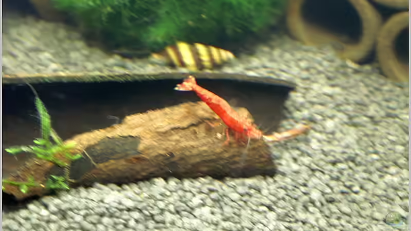 Dekoration im Aquarium Home of RedFire 40 von Christian Zwick (13)