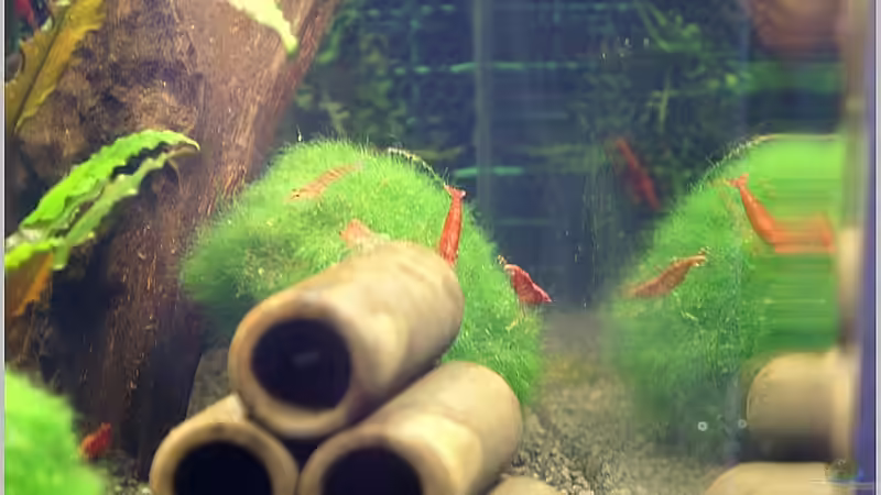 Dekoration im Aquarium Home of RedFire 40 von Christian Zwick (14)