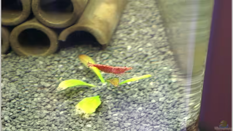 Dekoration im Aquarium Home of RedFire 40 von Christian Zwick (9)