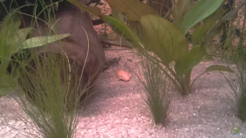 Dekoration im Aquarium Home sweet home von Tommy Schubert (14)