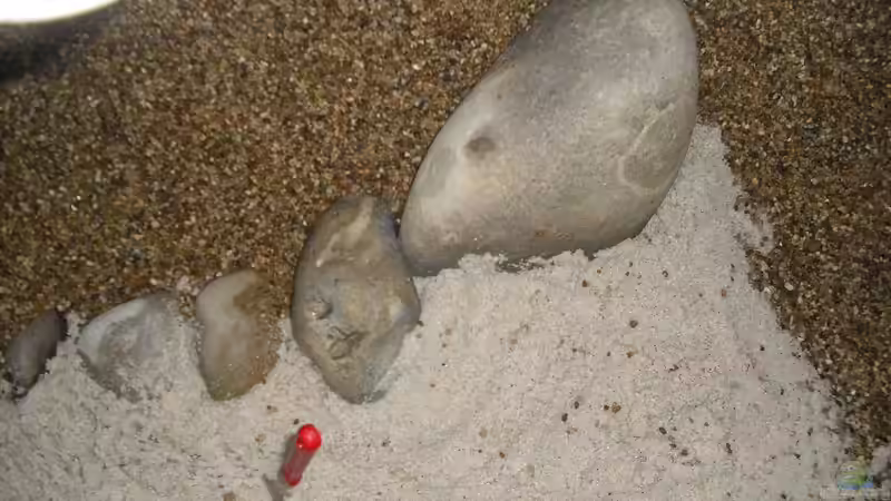 Dekoration im Aquarium Hunters of Dune von Fireman (15)