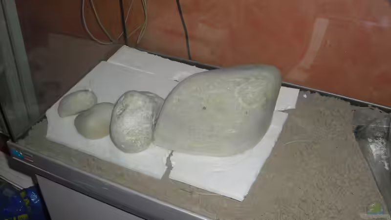 Dekoration im Aquarium Hunters of Dune von Fireman (16)