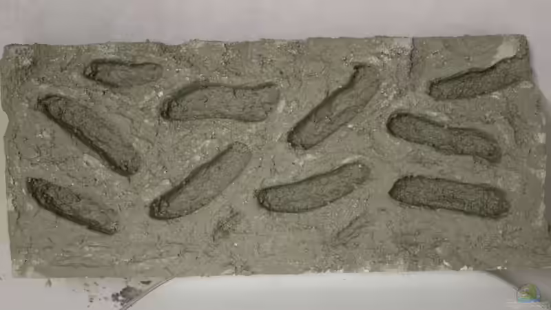 Dekoration im Aquarium Hypancistrus Heaven von maxheadroom (36)