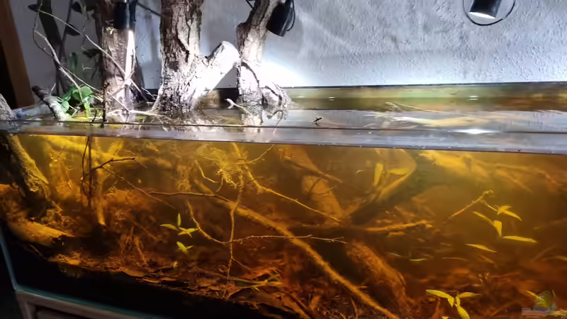 Dekoration im Aquarium Igarapé do Daracua Flooded Forest Rio Negro von Rainooo (10)