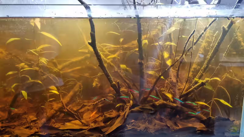 Dekoration im Aquarium Igarapé do Daracua Flooded Forest Rio Negro von Rainooo (11)