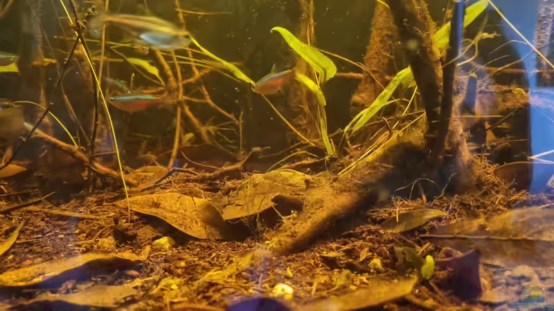 Dekoration im Aquarium Igarapé do Daracua Flooded Forest Rio Negro von Rainooo (12)
