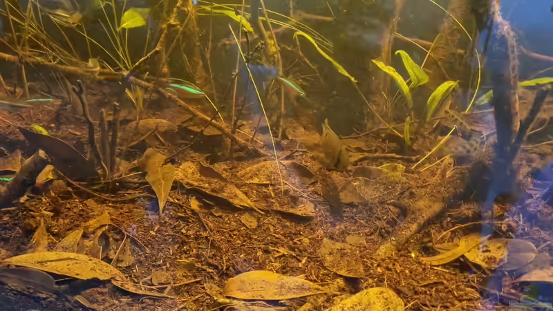 Dekoration im Aquarium Igarapé do Daracua Flooded Forest Rio Negro von Rainooo (14)