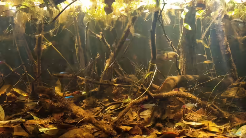 Dekoration im Aquarium Igarapé do Daracua Flooded Forest Rio Negro von Rainooo (17)