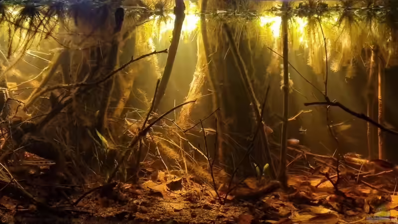 Dekoration im Aquarium Igarapé do Daracua Flooded Forest Rio Negro von Rainooo (26)