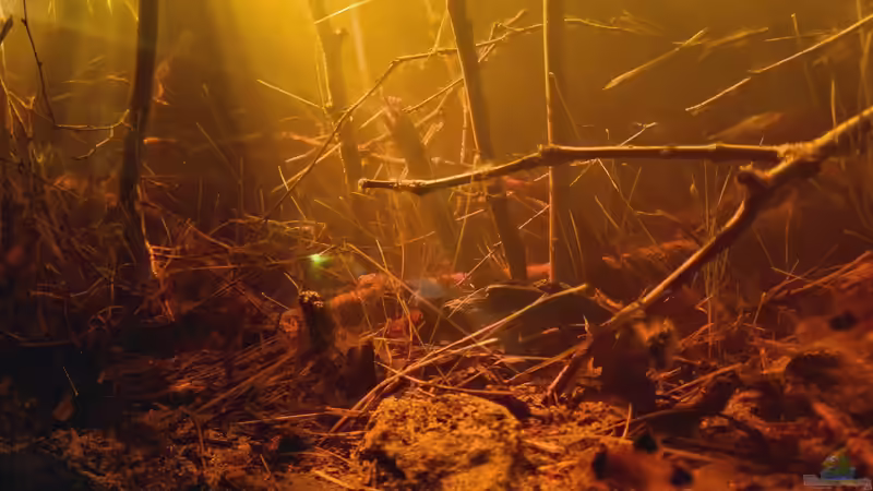 Dekoration im Aquarium Igarapé do Daracua Flooded Forest Rio Negro von Rainooo (28)