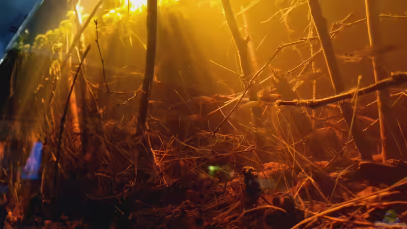 Dekoration im Aquarium Igarapé do Daracua Flooded Forest Rio Negro von Rainooo (29)