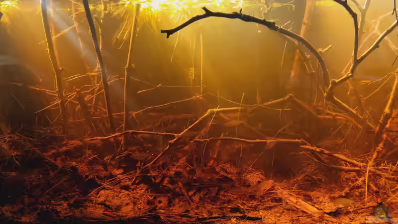 Dekoration im Aquarium Igarapé do Daracua Flooded Forest Rio Negro von Rainooo (31)