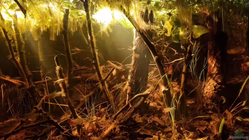Dekoration im Aquarium Igarapé do Daracua Flooded Forest Rio Negro von Rainooo (35)