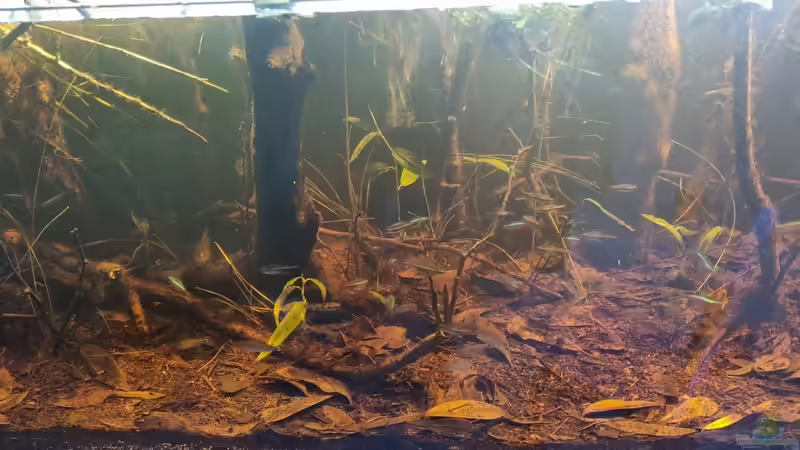Dekoration im Aquarium Igarapé do Daracua Flooded Forest Rio Negro von Rainooo (39)