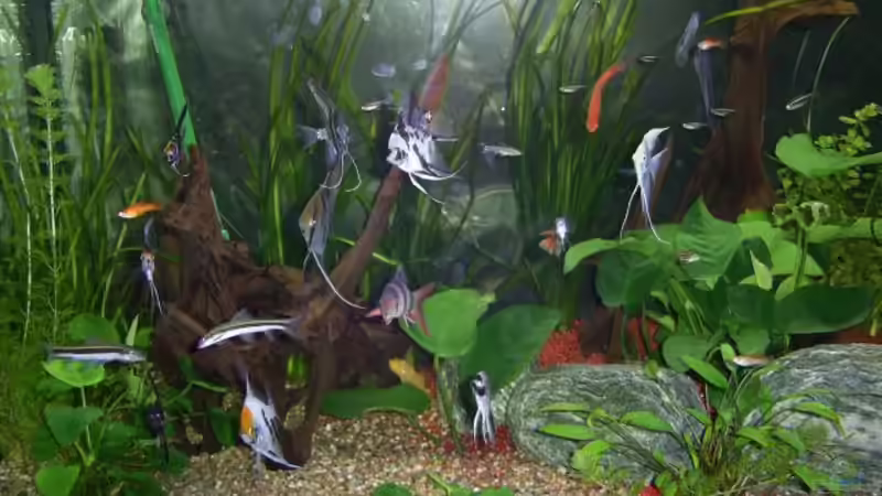 Dekoration im Aquarium im Wohnzimmer von ak1982 (7)