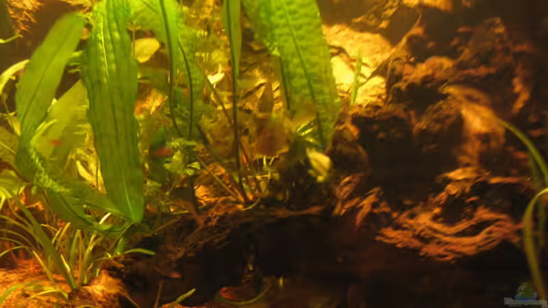 Dekoration im Aquarium Irgendwo im Amazonas von Fishfan (14)