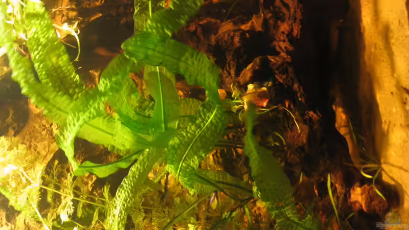 Dekoration im Aquarium Irgendwo im Amazonas von Fishfan (15)