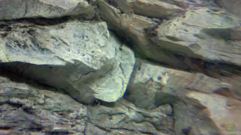 Dekoration im Aquarium It´s Mbuna time von Andre@ (2)