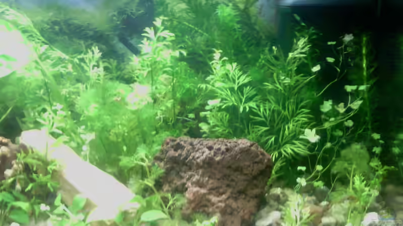 Dekoration im Aquarium Jannik sein Becken von Papa Rainer (10)