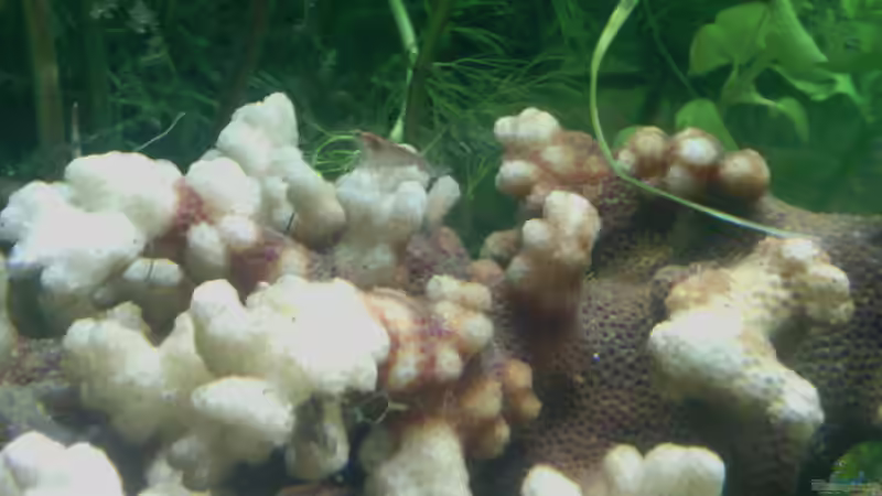 Dekoration im Aquarium Jannik sein Becken von Papa Rainer (9)