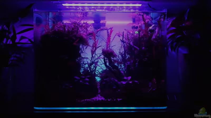 Dekoration im Aquarium Jungle Rock von Michi0311 (5)