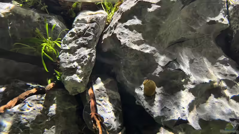 Dekoration im Aquarium Jungle Ufer von CzudemP (39)