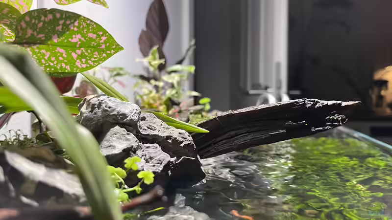 Dekoration im Aquarium Jungle Ufer von CzudemP (40)