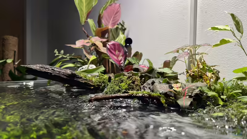 Dekoration im Aquarium Jungle Ufer von CzudemP (41)