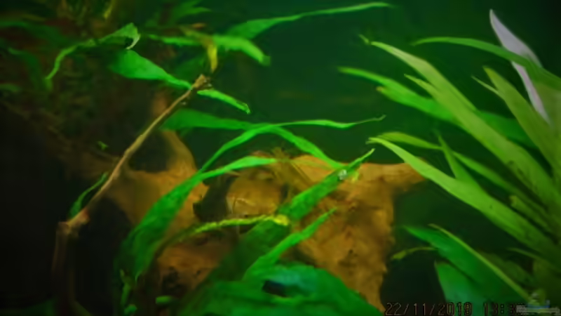 Dekoration im Aquarium Just like a new day -aufgelöst von okefenokee (60)