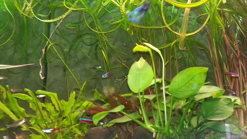 Dekoration im Aquarium juwel 120 l grünes durcheinander von mstard (8)