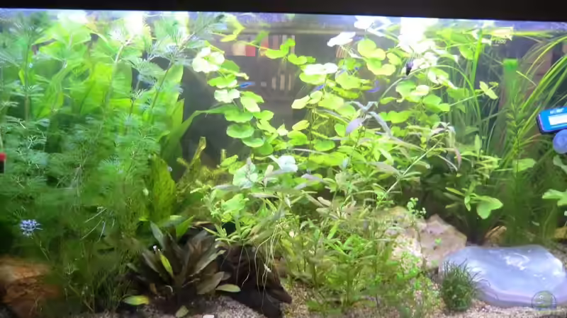 Dekoration im Aquarium Juwel 180 Panoramabecken von Tierfreundin (2)